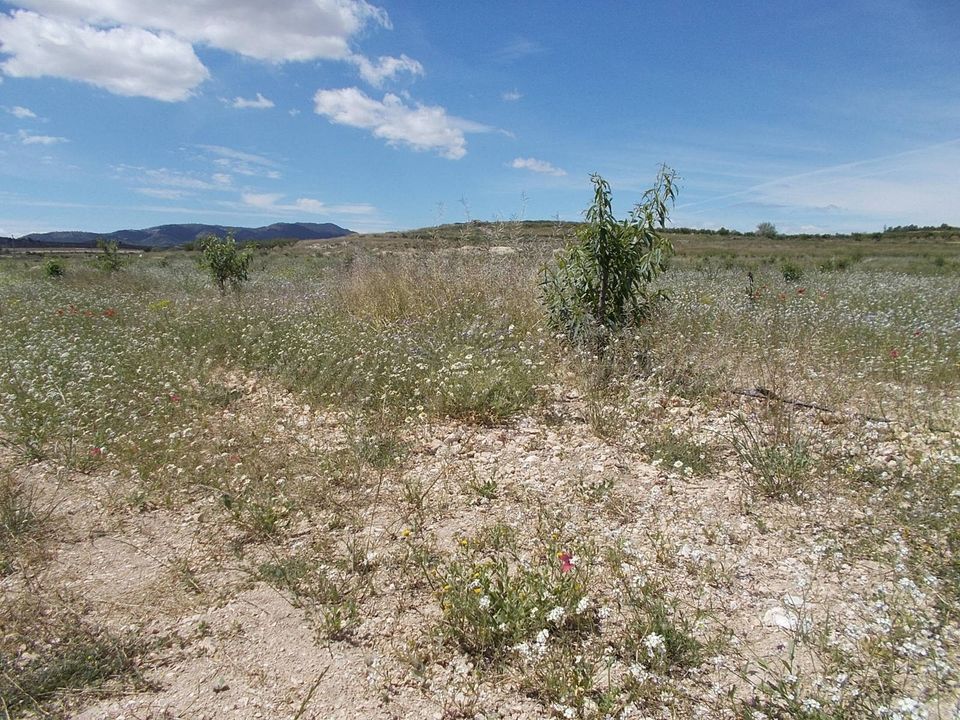 Helårsgrund i Pinoso, Alicante - foto 4